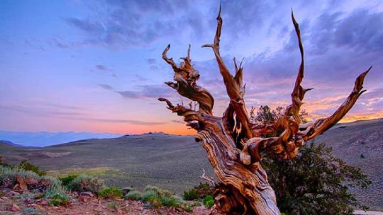 Te mostramos a Matusalén, el árbol y ser vivo más antiguo del planeta