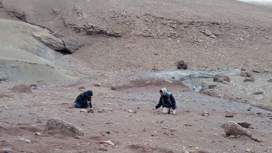 Descubren un ave que convivió con los dinosaurios en la Patagonia