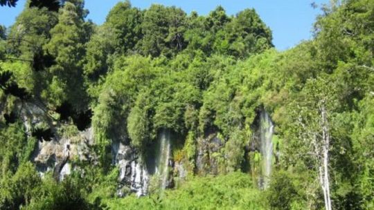 Los bosques nativos son la mejor solución natural frente al cambio climático