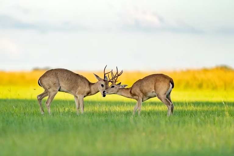 Por qué Argentina es considerada líder mundial en temas de conservación y ciencia ambiental